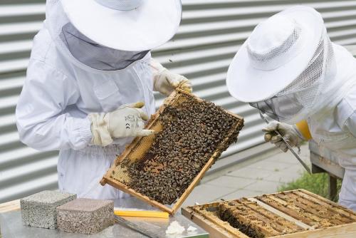 Beekeepers inspecting frame