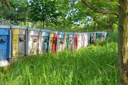 Row of Beehives