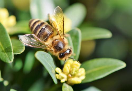 Single bee on yellow flower