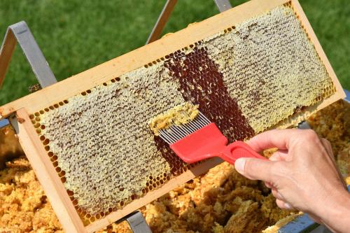 Uncapping frame of honey